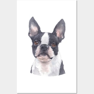 Boston Terrier Watercolor Art Posters and Art